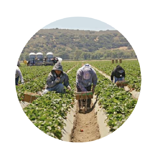 Agriculture, strawberry field, workers, harvesting CCBY Holgerhubbs