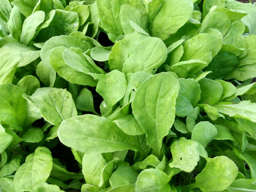 Arugula, Ice-bred