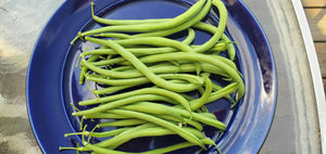 Bean, Maxibel Haricot Vert