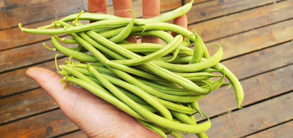 Bean, Maxibel Haricot Vert