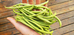 Bean, Maxibel Haricot Vert