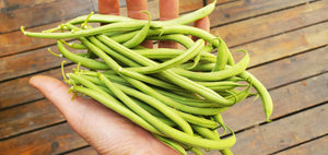 Bean, Maxibel Haricot Vert