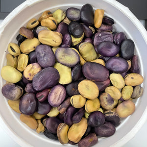 Bean, Montana Rainbow Fava