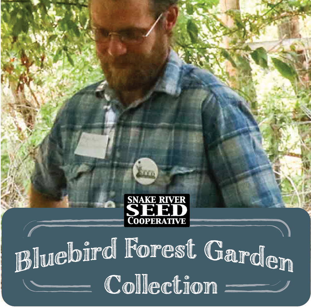 Bluebird Forest Garden Seed Collection