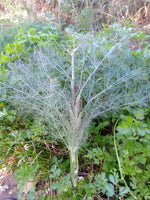 Fennel, Bronze