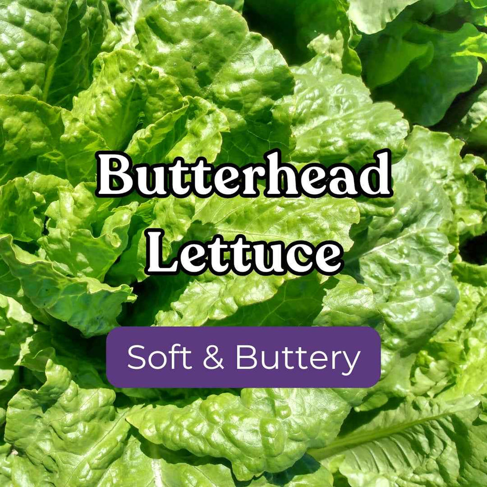 Lettuce – Snake River Seed Cooperative