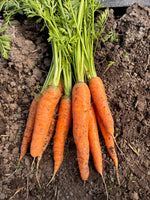 Carrot, Dulcinea