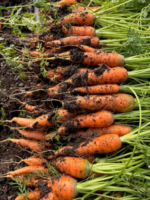 Carrot, Dulcinea