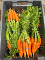 Carrot, Dulcinea