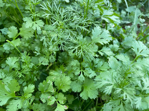 Cilantro