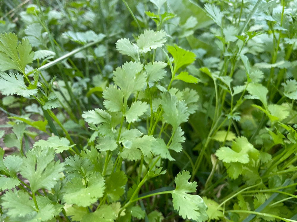 Cilantro