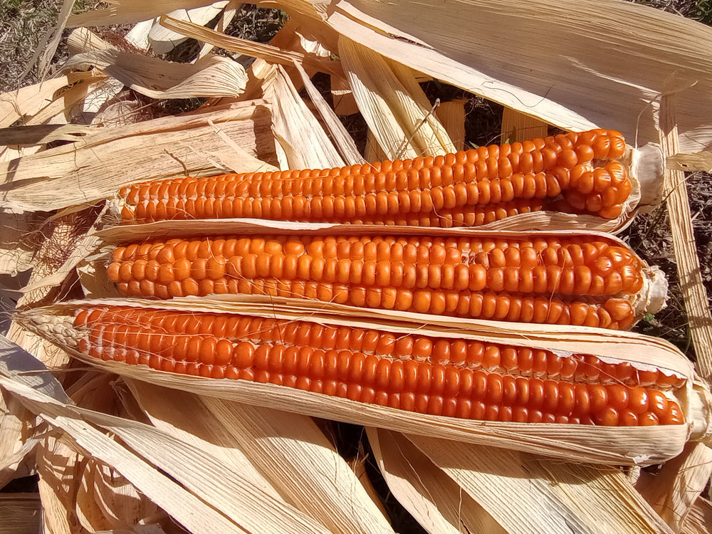 Corn, Otto File Flint