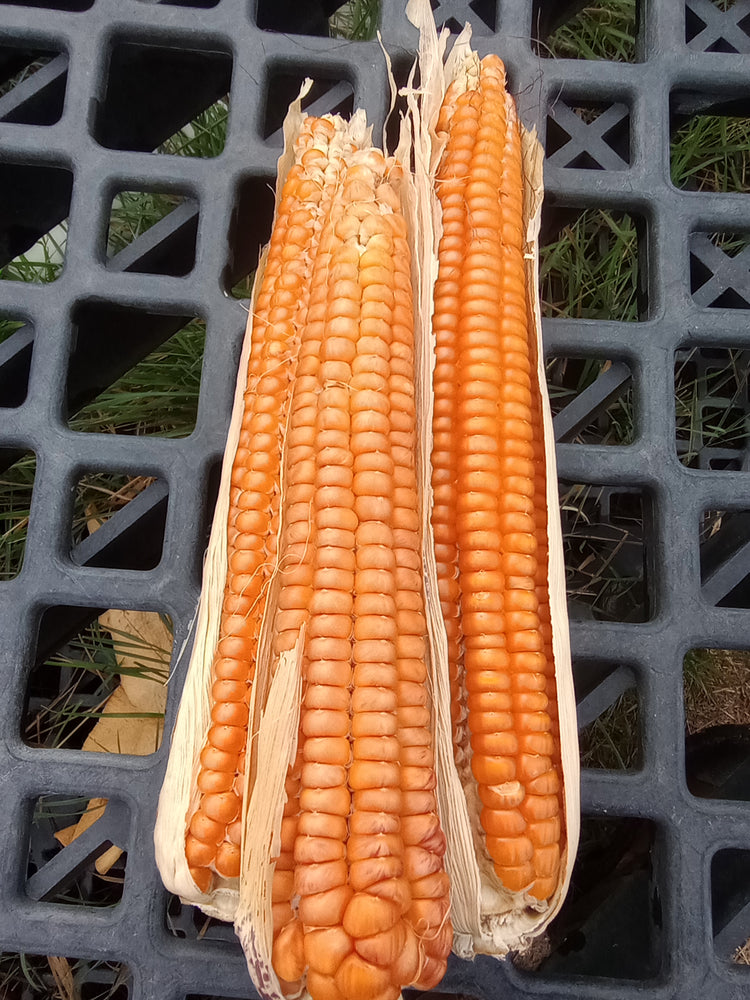Corn, Otto File Flint