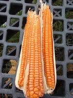 Corn, Otto File Flint