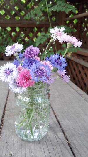 Cornflower, Polka Dot