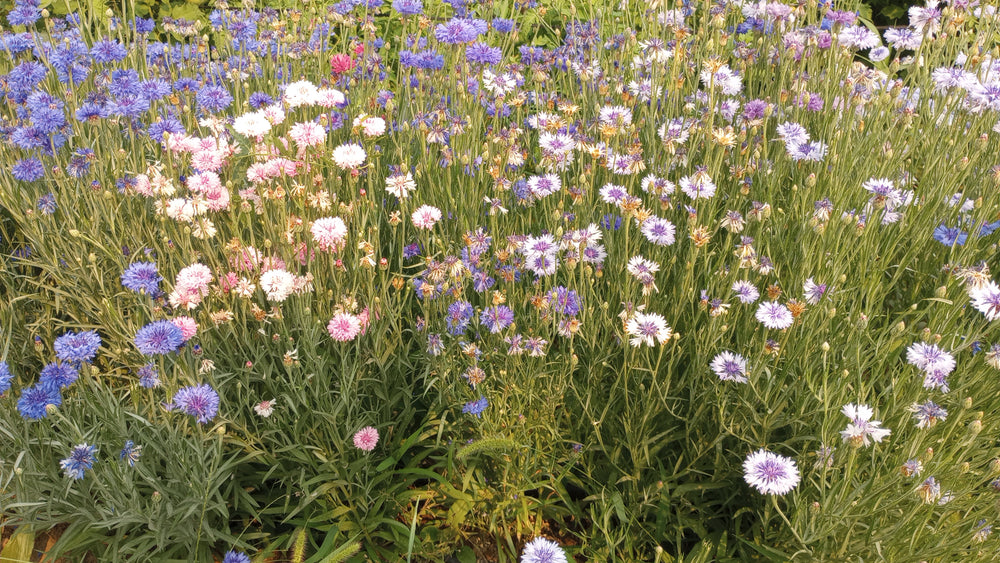 Cornflower, Polka Dot