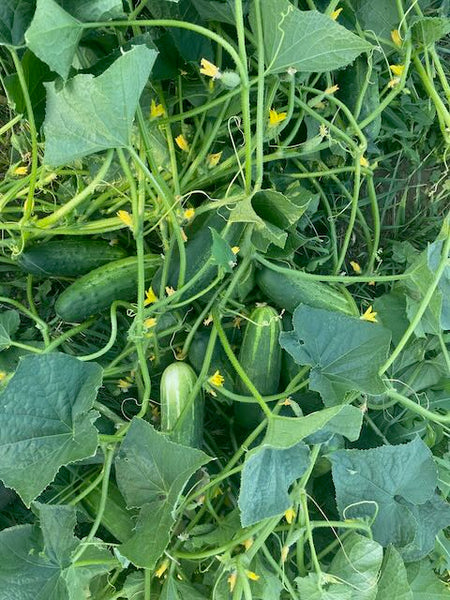 Cucumber, H19 Little Leaf – Snake River Seed Cooperative