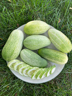 Cucumber, Sumpter Pickling