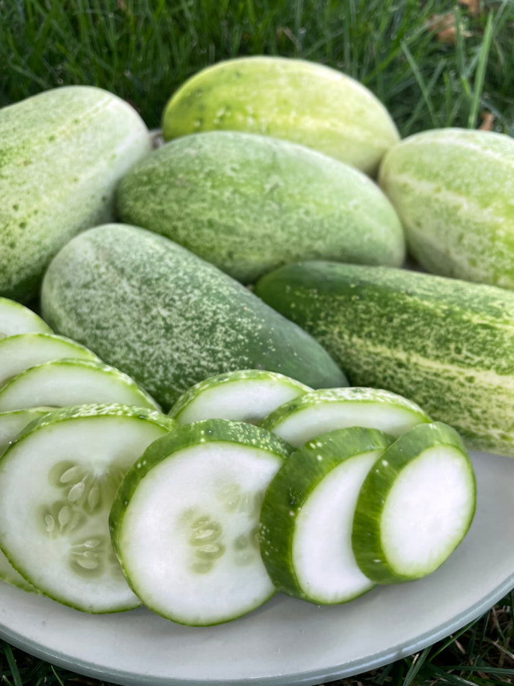 Cucumber, Sumpter Pickling