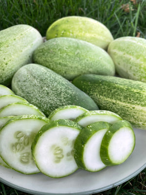 Cucumber, Sumpter Pickling