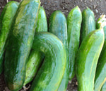 Cucumber, Super Zagross