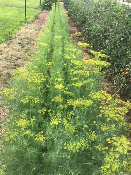 Dill, Bouquet
