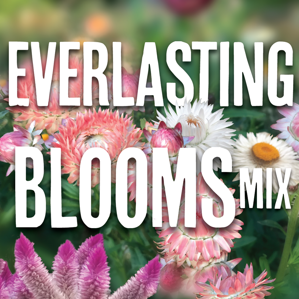 Everlasting Blooms Bulk Seed Mix