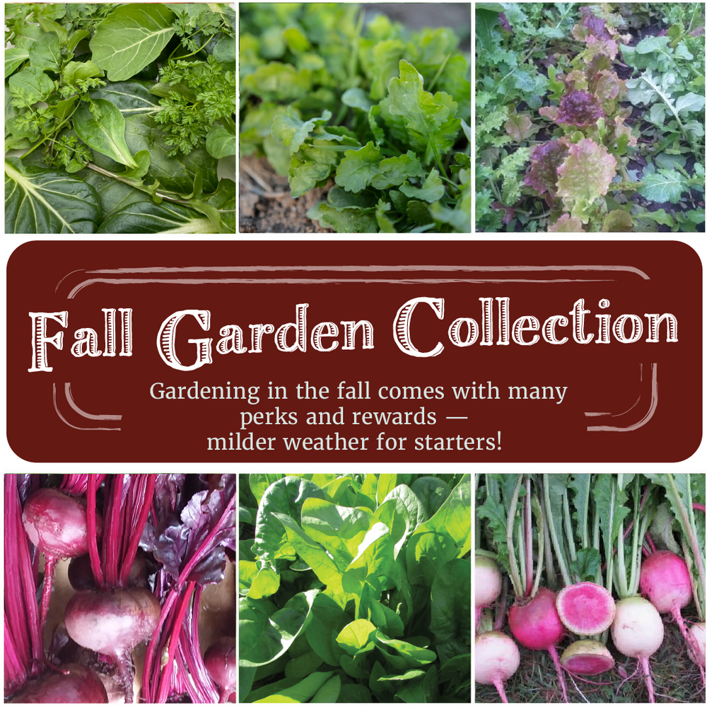 
            
                Load image into Gallery viewer, Fall Garden Seed Collection
            
        