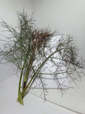 Fennel, Bronze