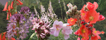 Flower Mix, Western Wildflowers