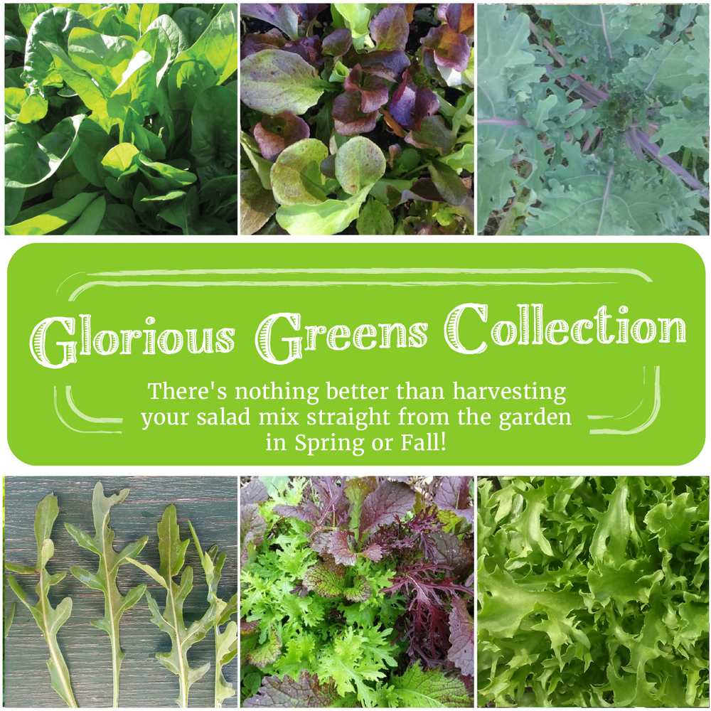 fall garden seed collection Glorious Greens Seed Collection