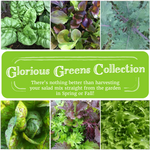 Glorious Greens Seed Collection