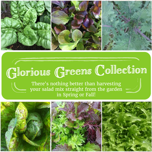 
            
                Load image into Gallery viewer, Glorious Greens Seed Collection
            
        