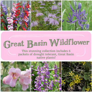 Great Basin Wildflower Seed Collection
