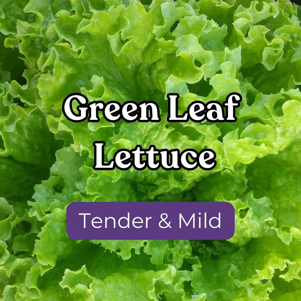 Lettuce – Snake River Seed Cooperative