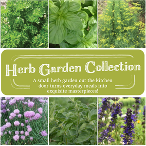 seed vs garden of life Herb Garden Seed Collection