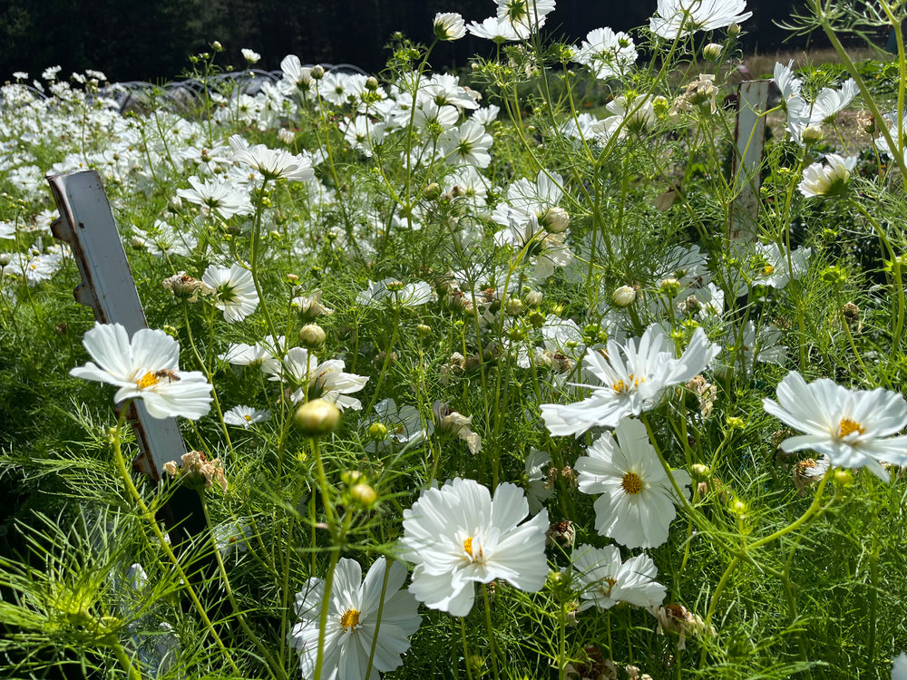 Cosmos, Psyche White