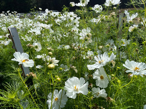 Cosmos, Psyche White