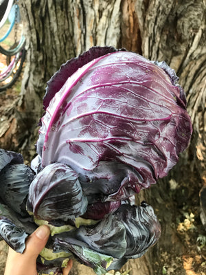 Cabbage, Red Rock Mammoth