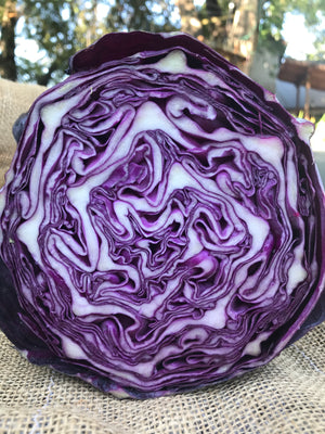 Cabbage, Red Rock Mammoth