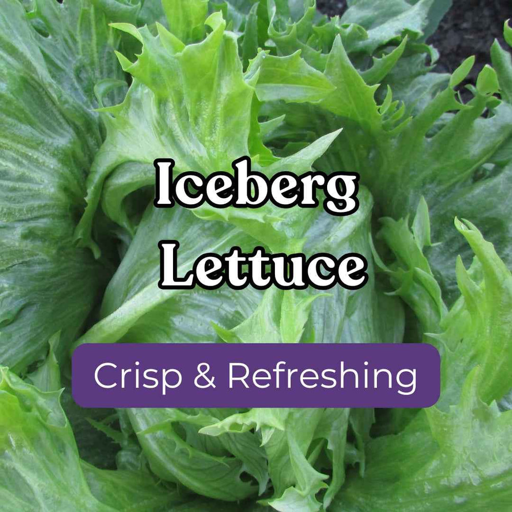 Lettuce – Snake River Seed Cooperative