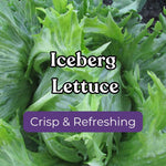 Lettuce – Snake River Seed Cooperative