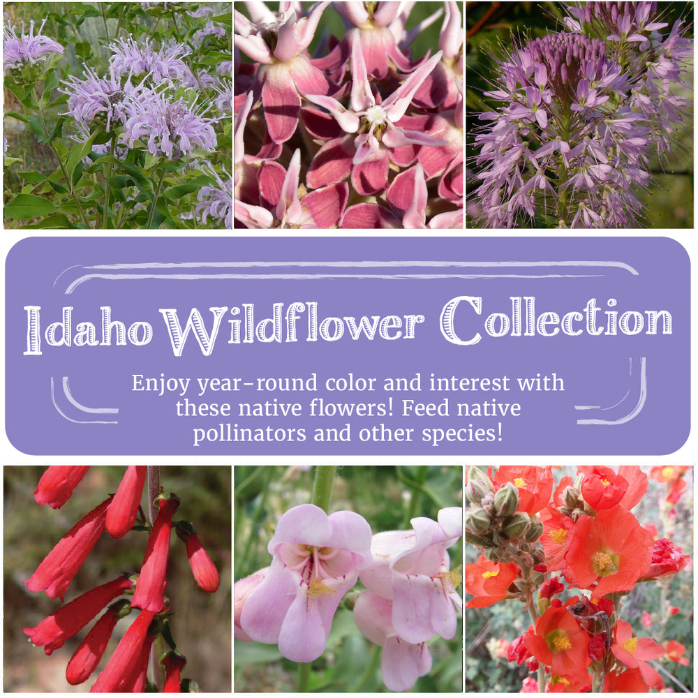 Idaho Wildflower Seed Collection