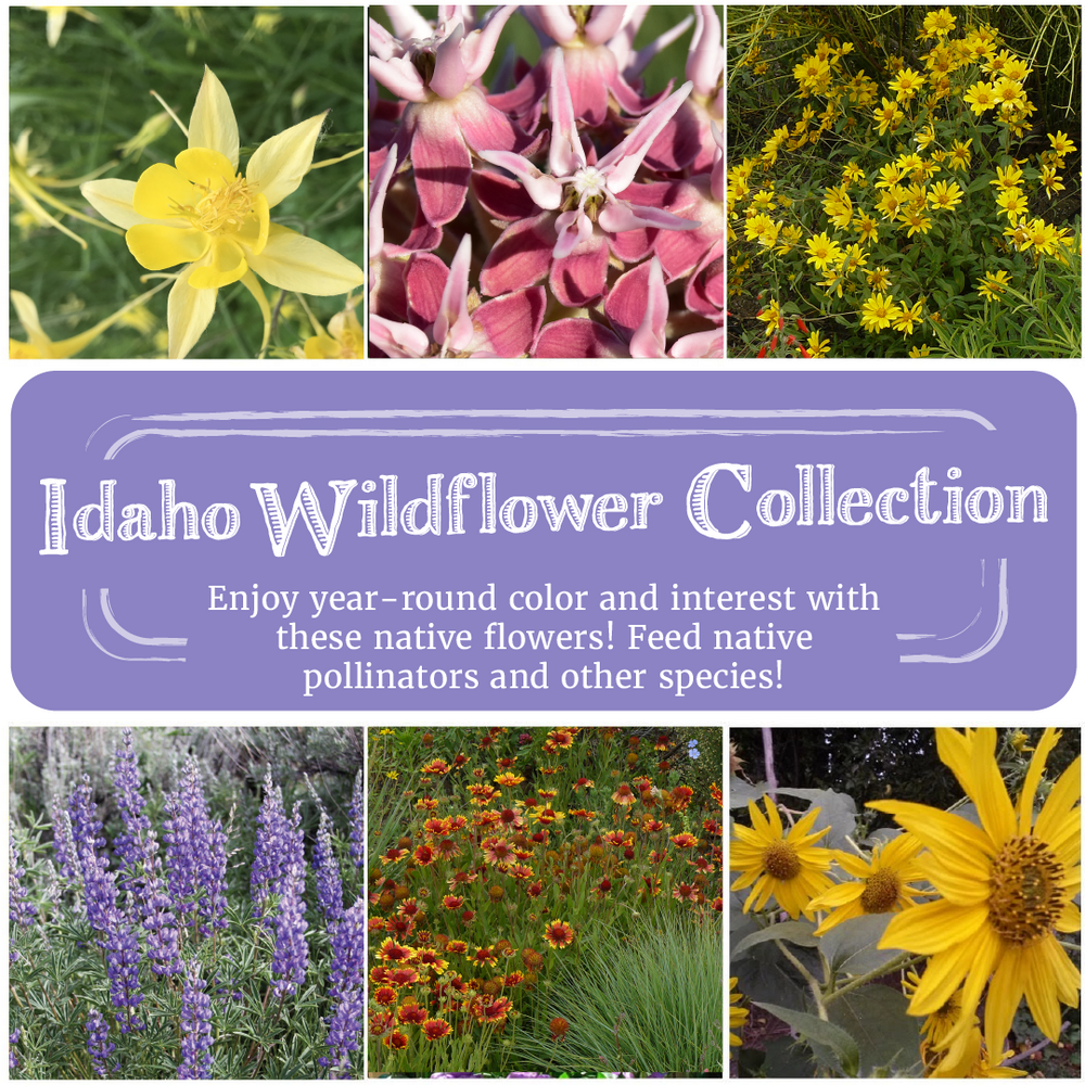Idaho Wildflower Seed Collection
