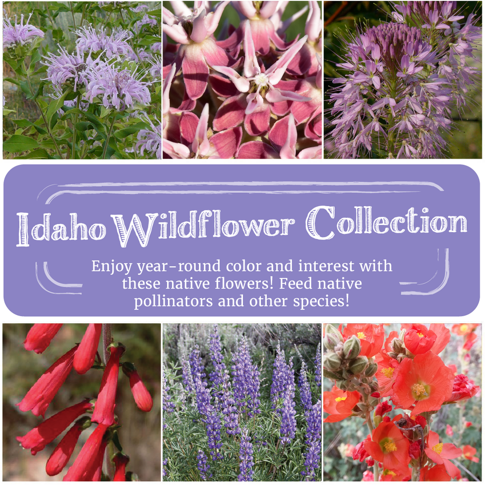 Idaho Wildflower Seed Collection