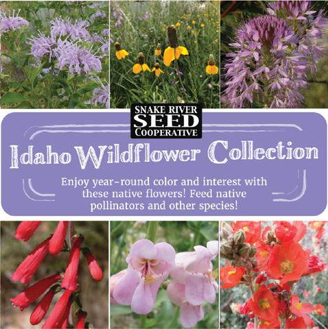Idaho Wildflower Seed Collection