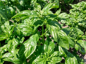 Basil, Italian Mountain Sweet