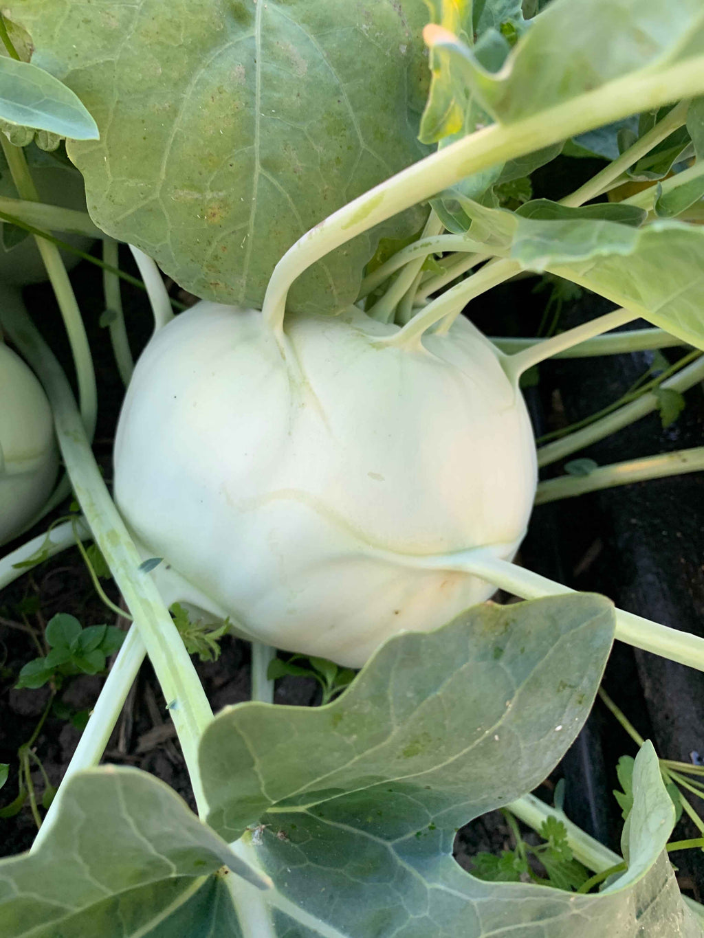 Kohlrabi, Trero - Packet