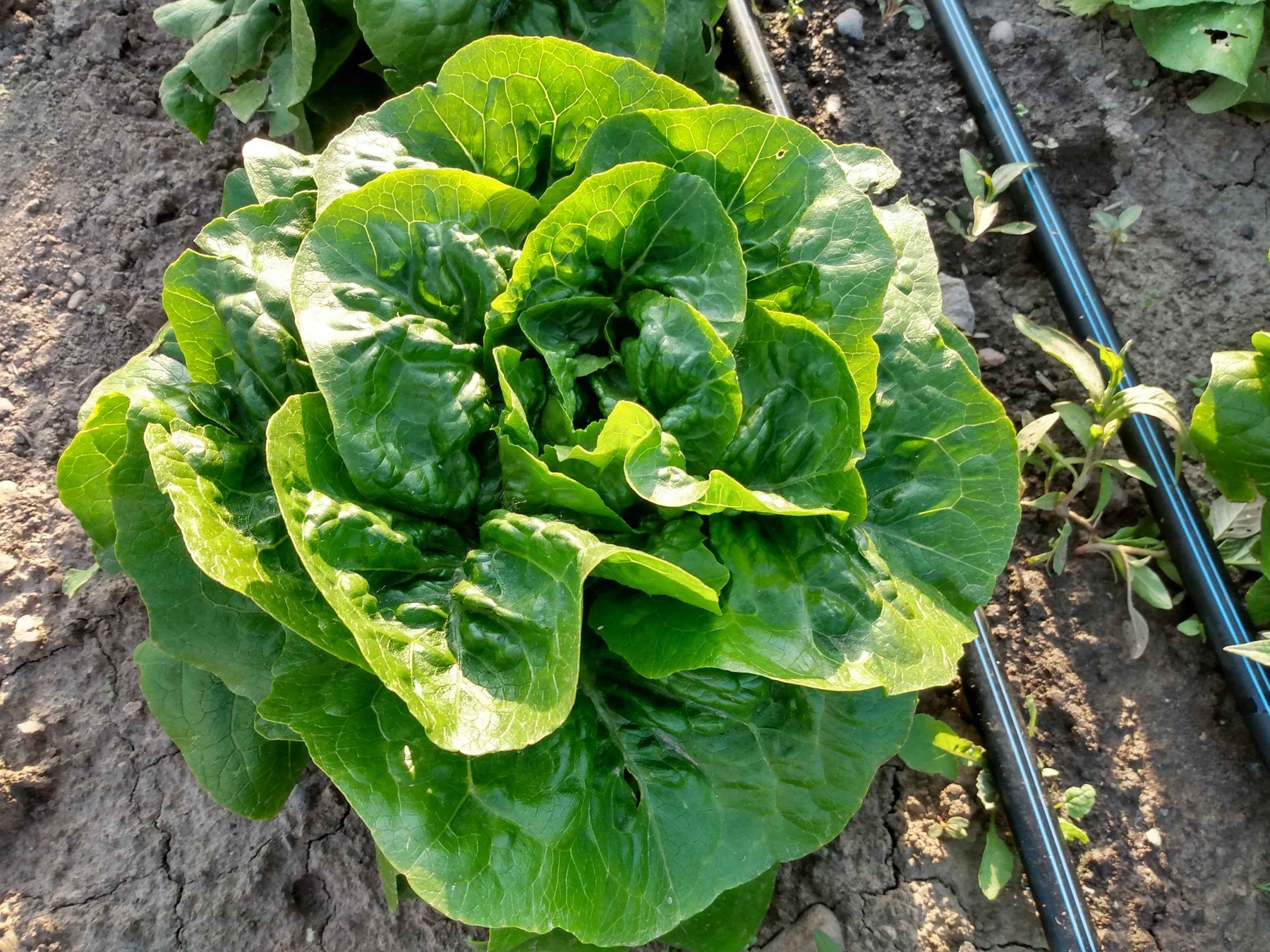 Lettuce, Pan – Snake River Seed Cooperative