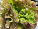 Lettuce, Drunken Woman Frizzy Headed